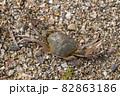 crab on the sandy seashore crab on the sandy seashore 82863186