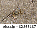 crab on the sandy seashore crab on the sandy seashore 82863187