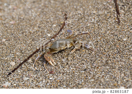 crab on the sandy seashore 82863187