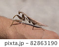 praying mantis on the white background praying mantis on the white background 82863190