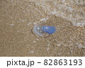 jellyfish on the sandy seashore jellyfish on the sandy seashore 82863193