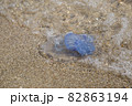 jellyfish on the sandy seashore jellyfish on the sandy seashore 82863194