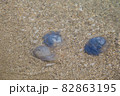 jellyfish on the sandy seashore jellyfish on the sandy seashore 82863195
