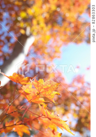 紅葉 イロハモミジ 82863303