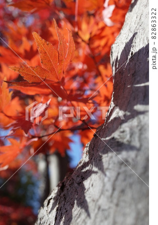 紅葉 イロハモミジ 紅葉 イロハモミジ 82863322