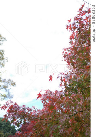 紅葉 イロハモミジ 紅葉 イロハモミジ 82863353