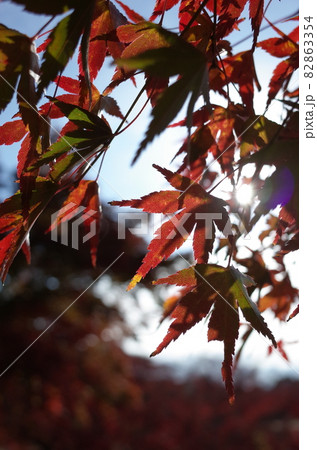 紅葉 イロハモミジ 紅葉 イロハモミジ 82863354
