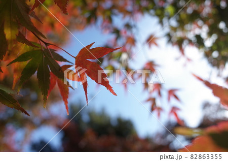 紅葉 イロハモミジ 紅葉 イロハモミジ 82863355