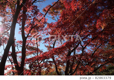 紅葉 イロハモミジ 紅葉 イロハモミジ 82863379