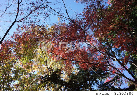紅葉 イロハモミジ 紅葉 イロハモミジ 82863380