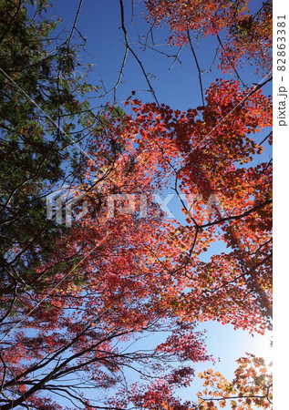 紅葉 イロハモミジ 紅葉 イロハモミジ 82863381