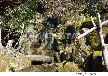 京都 宝泉院の滝と椿 京都 宝泉院の滝と椿 82863667