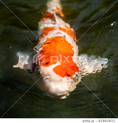 赤色の錦鯉が泳ぐ様子　1:1 82863831