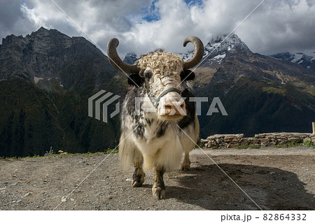 Yak on the background of the Caucasus mountains 82864332
