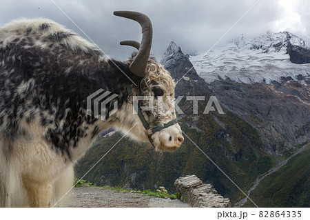 Yak on the background of the Caucasus mountains 82864335