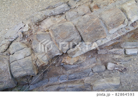 信州　松本　クジラ化石　部分拡大　県天然記念物指定　発見されたまま現地保存されている化石 82864593