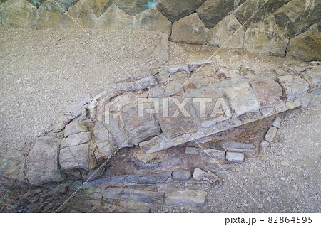 信州 松本 クジラ化石 県天然記念物指定 発見されたまま現地保存されている化石 信州 松本 クジラ化石 県天然記念物指定 発見されたまま現地保存されている化石 82864595