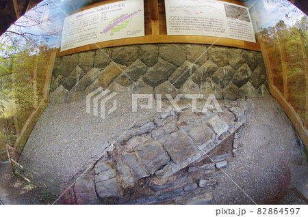 信州　松本　クジラ化石　展示室全景　県天然記念物指定　発見されたまま現地保存されている化石 82864597