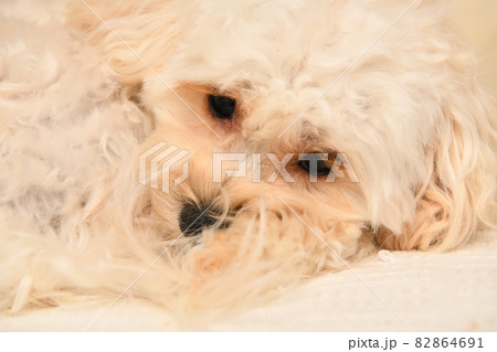 哀しがっているマルプー のアップ 82864691