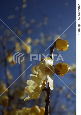 ロウバイ ロウバイ 82864902