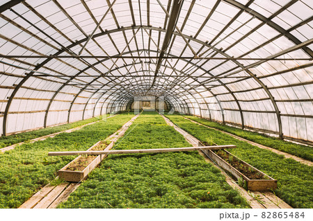 Small Green Sprouts Of Plants Pines Trees Growing From Soil In wooden plant box In Greenhouse Or Hothouse 82865484