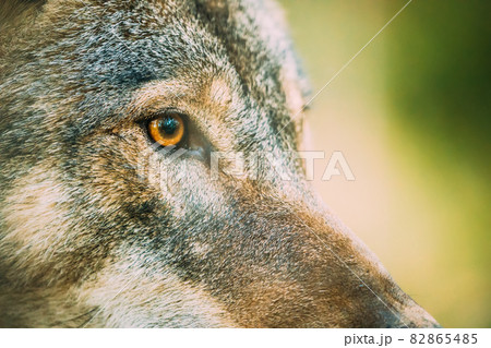 Close Up Eye Pupil Of Canis Lupus, Gray Wolf, Grey Wolf. Wolf Eye 82865485