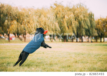 Active Black Cane Corso Dog Play Jumping With Plate Toy Outdoor In Park. Dog Wears In Warm Clothes. Big Dog Breeds Active Black Cane Corso Dog Play Jumping With Plate Toy Outdoor In Park. Dog Wears In Warm Clothes. Big Dog Breeds 82865493