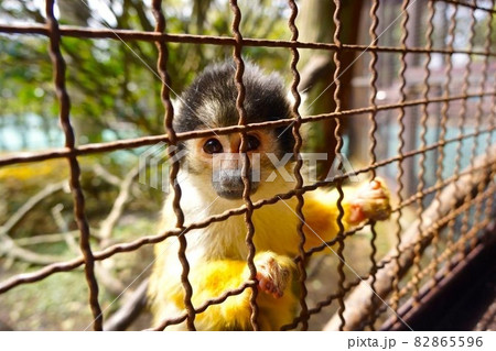 動物園にて 82865596