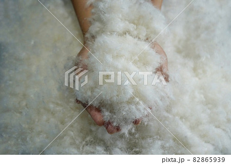 水鳥のふわふわな羽毛のイメージ写真 82865939