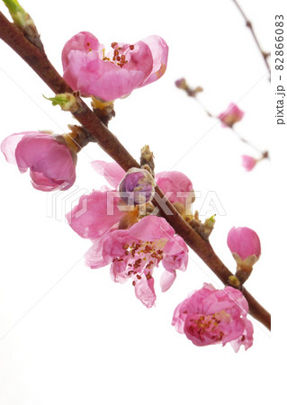 ピンクの桃の花 82866083