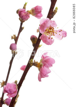 ピンクの桃の花 82866085