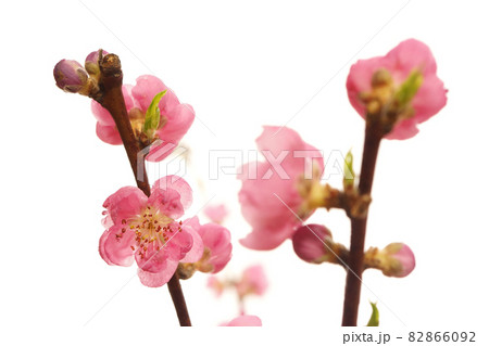 ピンクの桃の花 82866092