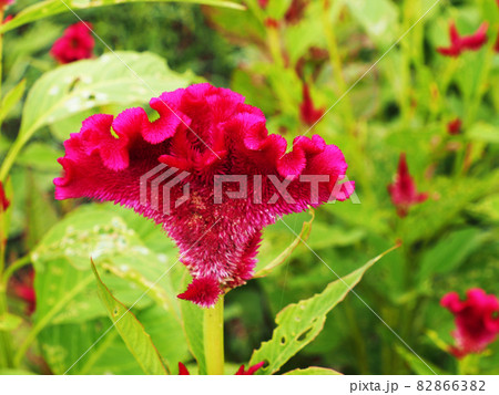 ピンク色のケイトウの花 ピンク色のケイトウの花 82866382