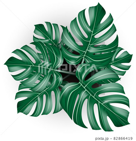 Top view Monstera tropical plants realistic vector in white potted on isolated background 82866419