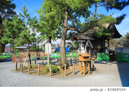 【熊本県】晴天下の阿蘇神社（縁結びの松） 82866504