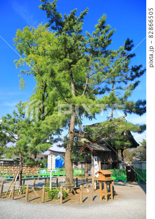 【熊本県】晴天下の阿蘇神社（縁結びの松） 82866505
