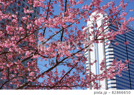 新宿のビルと桜の花の都心の風景 82866650