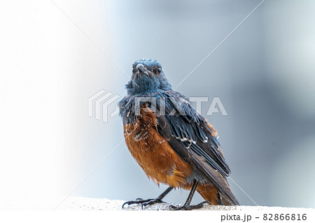 イソヒヨドリ　オス　マンション手摺　東京で急増中　胸,背,腰が青藍色 腹は赤褐色 翼と尾は黒っぽい 82866816