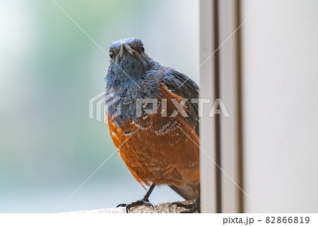 イソヒヨドリ オス 覗き見 ストーカー マンション手摺 東京で急増中 イソヒヨドリ オス 覗き見 ストーカー マンション手摺 東京で急増中 82866819