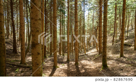 御坂・十二ヶ岳登山道（道迷いイメージ） 82867690