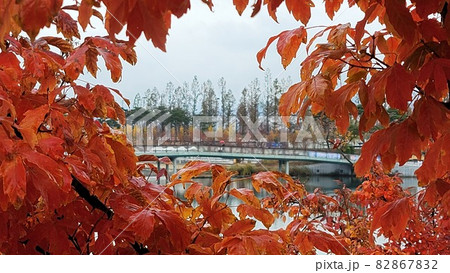 紅葉狩り 紅葉 秋 82867832