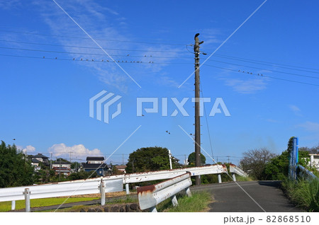 鳥が止まる送電線がある風景《厚木市》 鳥が止まる送電線がある風景《厚木市》 82868510