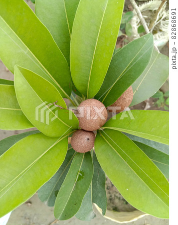 tasty and healthy sapodilla closeup on tree in farm 82868691