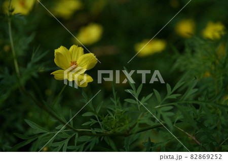 コスモスの花（薄黄色） 82869252