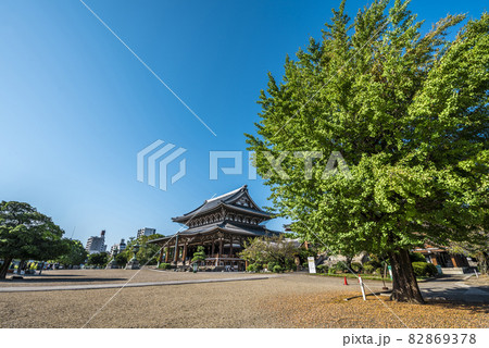 《愛知県》名古屋市　東別院　銀杏 82869378