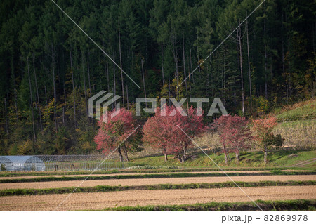 秋の刈取が終わった稲田と赤くなった桜の木 82869978