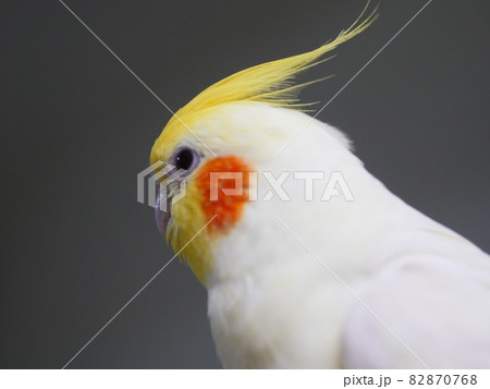 インコ オウム いんこ 82870768