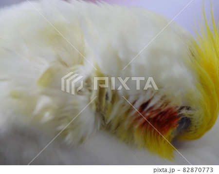 インコ オウム いんこ 82870773