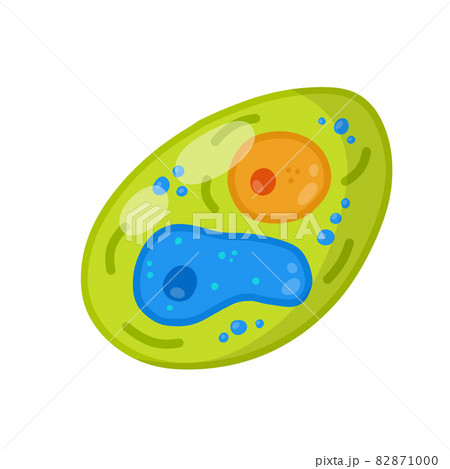 Green cell of the plant. Element of science and biology. 82871000