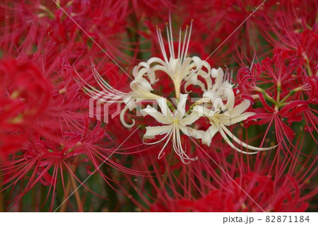 半田市の堤防に咲く彼岸花 82871184